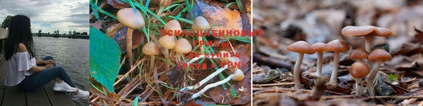 прущие грибы Балабаново